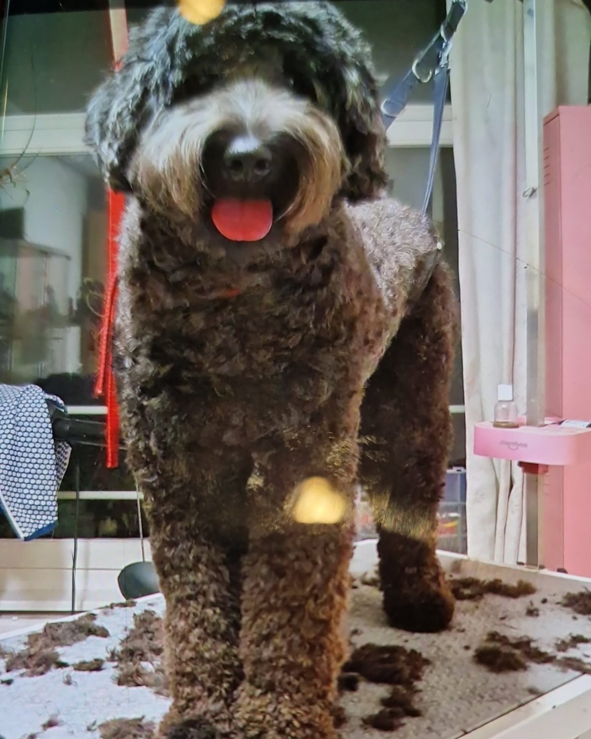 Een donkere krullende hond staat op de trimtafel na het trimmen